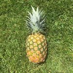 Ella Ladd - @everything.pineapple - Instagram