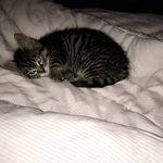 Ella Marie Landers - @ella_kitten_17 - Instagram