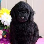 ellie mae lanham - @elliethedoodle61 - Instagram