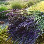 Bella lavender - @bellalavender - Instagram