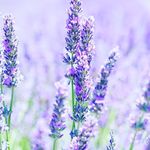ella.lavender - @elealavendar - Instagram