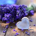 Lavender Ella Sau - @lavender_ella_sau - Instagram