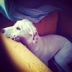 Bella - Lemon Dalmatian - @bella_lemon_dalmatian - Instagram