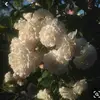 ———————— - @ella.lemon - TikTok