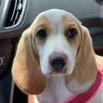 Ella The Lemon Beagle - @ella_the_lemon_beagle - Instagram