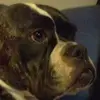 dodge charger9465 - @ella.lockhart.00 - TikTok