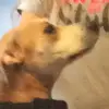ella_lucas - @lucas_and_ella - TikTok