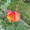 🌺 - @ellaludwig1239 - TikTok