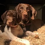 Ella & Luke Evans - @theevansdogs - Instagram