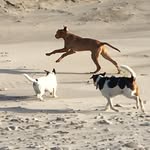 @ella_luke_rooster - Instagram