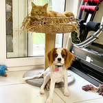 Luke🐱 & Ella🐶 - @luke.and.ella - Instagram