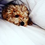 ella_mazer - @ella_laperrita - Instagram