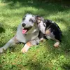 EllaMaze20 - @ellamaze_theaussie - TikTok