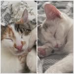 @catstagram_ella_and_miley - Instagram