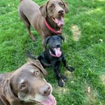 Jazz, Ella & Miley - @deisman.labradors - Instagram