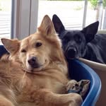 Miley und Ella, 🇦🇹 - @miley_and_ella_doglife - Instagram