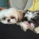 Ella 🎀 & Milo💙 - @ellaandmilotinyshihtzus - Instagram