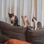 Ella, Milo and Coco - @thesweetlifeofcats - Instagram