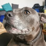 leo - @ella_milo_luna_and_fin - Instagram