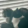 Milo & Ella - @milo.ella6 - TikTok