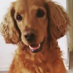 Ella 💕 a cocker spaniel mix🐶🇾🇪 - @ella.the.cocker.spaniel.mix - Instagram