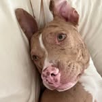 Ella💚- Pittie and Catahoula mix - @i.am.ellasmella - Instagram