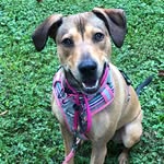 Ella the Happy Pitty Mix - @ellathehappypittymix - Instagram