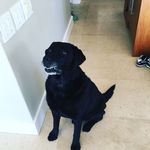 Llama_dog🐶 - @ella.moellerformenti - Instagram