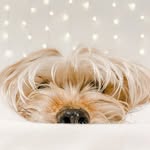 e l l a - @ella_morkie - Instagram