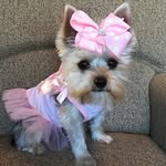 Ella - @ella.morkie - Instagram