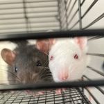 Ella morse - @ratticus_and_boo - Instagram