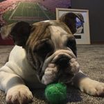 Ella moser - @chubalicious_16 - Instagram