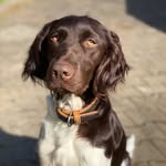 Ella🐶 - @munsterlander_ella - Instagram