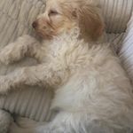 Ella Nesbitt - @rupert_the_puppy01 - Instagram