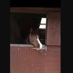 Lilly Ella Newcombe - @lillyella_newcombe - Instagram