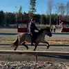 Ella Nilsson - @en.hast - TikTok