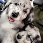Ella and Otis - @_.the.aussie.pups._ - Instagram