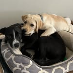 Ella and Otis - @ella_and_otis - Instagram