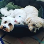 Ella and Otis - @oatiella - Instagram