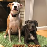 Ella And Otis Boswell - @thebozpibbles - Instagram