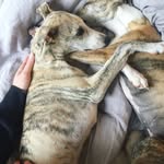 Otis & Ella - @otisandella - Instagram