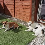 •Otis🐶Ella• - @otis.ella.360 - Instagram