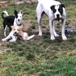OTIS&ELLA&WILLI - @otis.ella.willi - Instagram