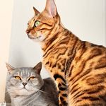 Ella & Otto - @ella_bengal_and_otto_bsh_cats - Instagram