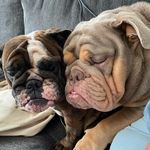 ELLA 🌸 OTTO 🐶 - @thehouseeofpaws - Instagram