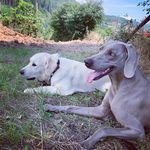 Otto & Ella 🐶🐶 - @otto_ella_ - Instagram