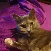 Ella Pace - @alicornpoop - TikTok