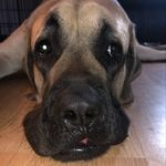 Bella Parham - @bella_englishmastiff_parham - Instagram