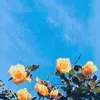 🌼 Aesthetic 🌼 - @ella.parish - TikTok