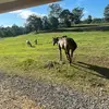 Ella Parrish🐴 - @ella.cowgirl - TikTok